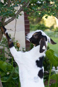 goat-in-tree