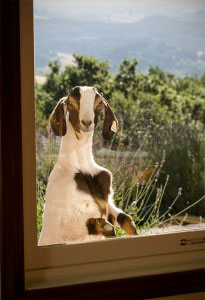 goat-in-window