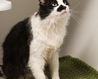 Gimme Shelter Cat Blankets